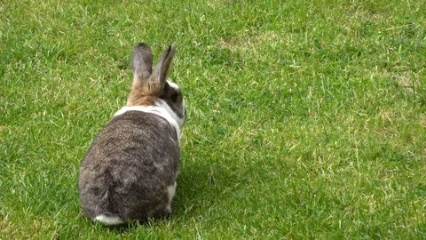 Cute domestic rabbit in a backyard. Video stock 93416879