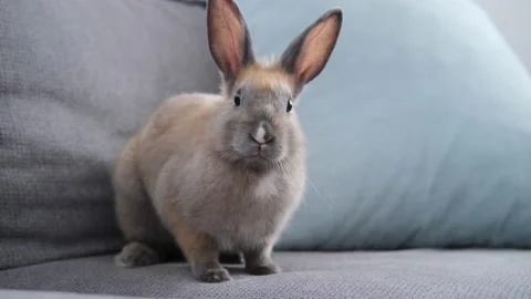 cute domestic rabbit sits on the sofa Stock Video Pond5