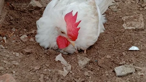 Cute Domestic Rooster Having Fun and Enjoying Himself Playing in the Mud Stock Footage 341451295