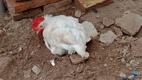 Cute Domestic Rooster Lying on Its Back Side Stock Footage 341451484