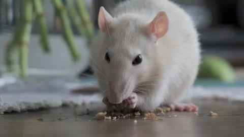 Cute domestic white rat eats nuts Stock Footage 201743174