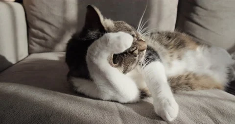 Cute domesticated can cleaning itself on a couch, animal shelter concept. Stock Footage 151962320