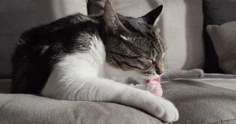 Cute domesticated can cleaning itself on a couch, animal shelter concept. Stock Footage 151964428
