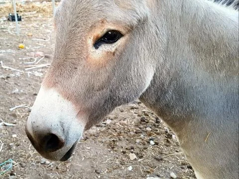 Cute donkey close up Foto stock
