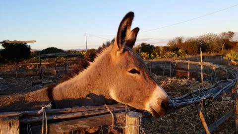 Cute donkey close up Stock Photos