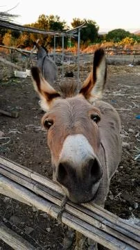 Cute donkey close up Stock Photos
