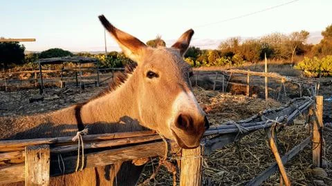 Cute donkey close up Stock Photos