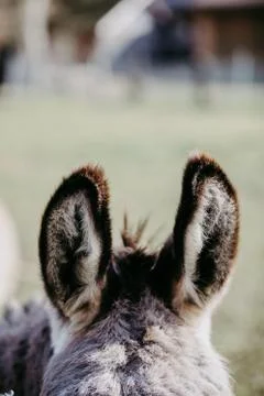 Cute donkey ears Foto stock