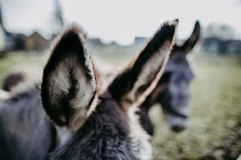 Cute donkey ears Stock Photos
