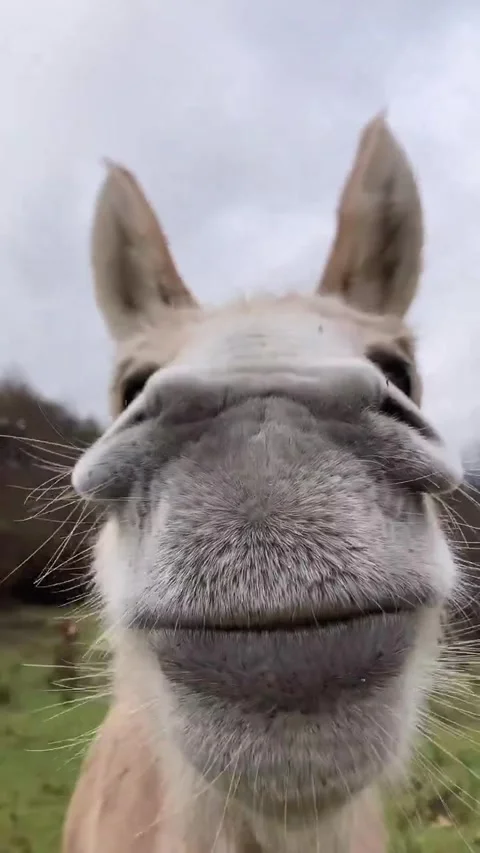 Cute donkey eat lemons Stock Footage 274563097