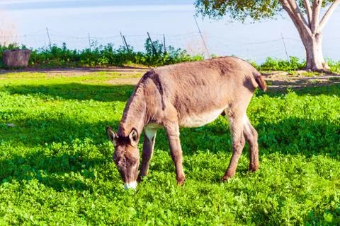 Cute Donkey Eating Green Grass near Lake Stock Photos