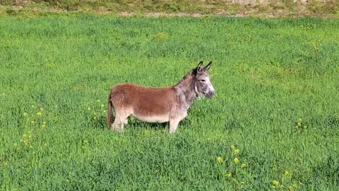 Cute Donkey Enjoying The Sun Stock Footage 186801411