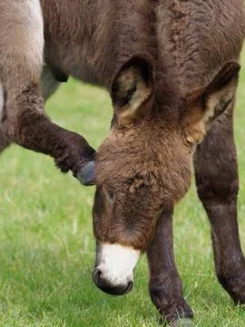 Cute Donkey Foal Stock Photos