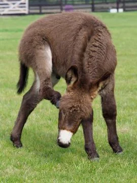 Cute Donkey Foal Stock Photos