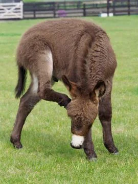 Cute Donkey Foal Stock Photos