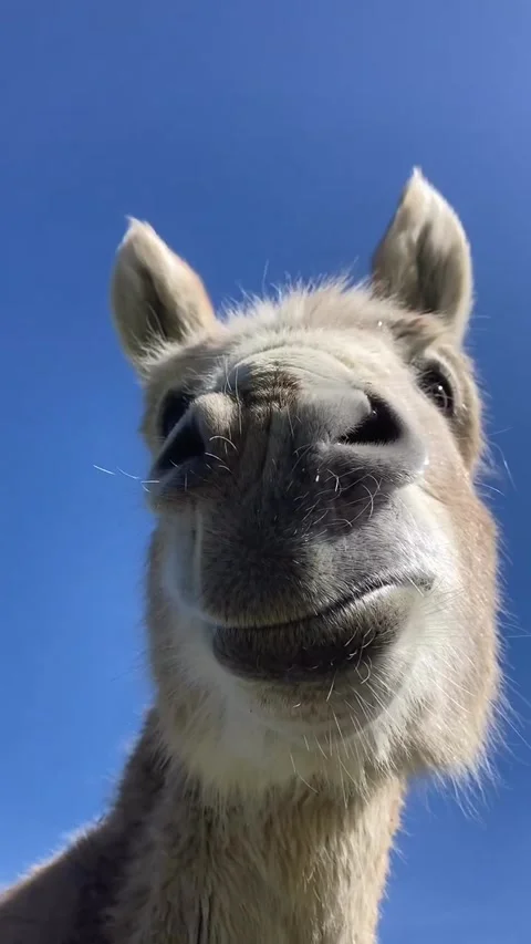 Cute donkey Stock Footage 274563314