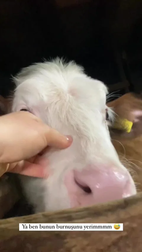 Cute donkey Stock Footage 274564329