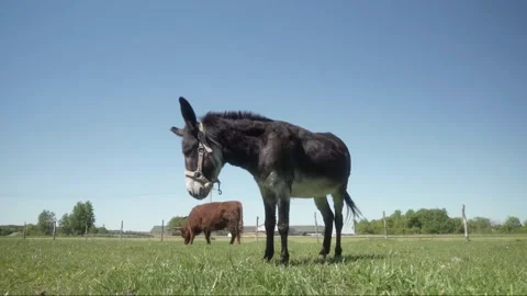 A cute donkey with a halter on its muzzle is swatting flies with its tail. Stock Footage 281352733