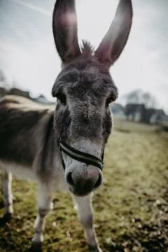 Cute donkey looking into camera Stock Photos