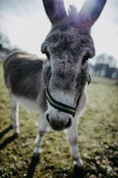 Cute donkey looking into camera Foto stock