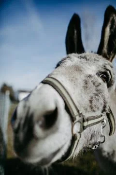 Cute donkey looking into camera Stock Photos