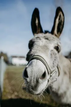 Cute donkey looking into camera Foto stock