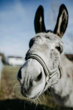 Cute donkey looking into camera Stock Photos