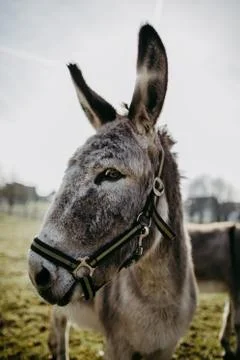 Cute donkey looking into camera Stock Photos