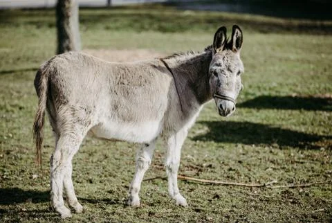 Cute donkey looking into camera Stock Photos