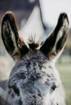 Cute donkey looking into camera Stock Photos