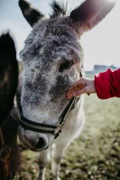 Cute donkey looking into camera Stock Photos