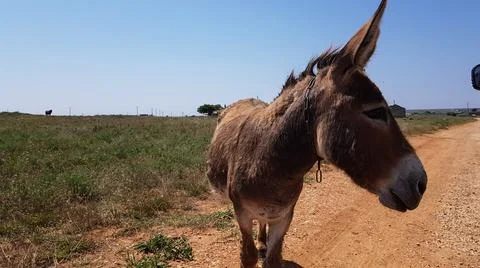 A cute donkey looks at the camera and walks along a village road. Stock Photos