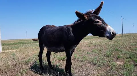 A cute donkey looks at the camera and walks along a village road. Stock Photos