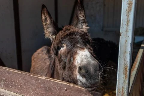 Cute donkey in a paddock. The donkey pulls its muzzle out of the hedge. Stock Photos