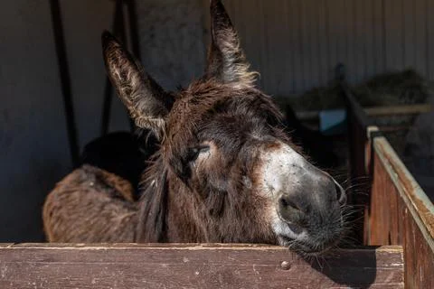 Cute donkey in a paddock. The donkey pulls its muzzle out of the hedge. Stock-Fotos