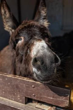 Cute donkey in a paddock. The donkey pulls its muzzle out of the hedge. Stock Photos