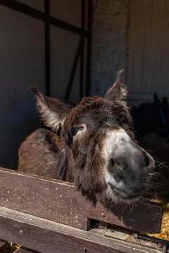Cute donkey in a paddock. The donkey pulls its muzzle out of the hedge. Foto stock