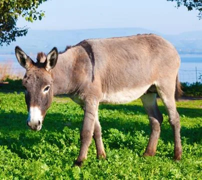 Cute donkey Stock Photos
