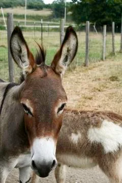 Cute Donkey Stock Photos