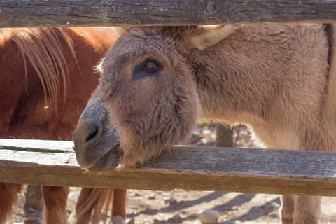 Cute Donkey Stock Photos