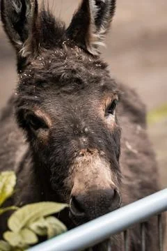 Cute donkey Stock Photos