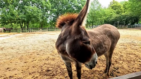 Cute donkey in the stable Stock Footage 314164382