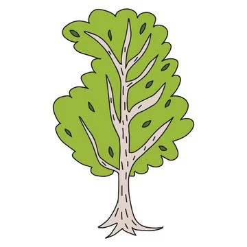 Cute doodle birch tree isolated on white background. Hand drawn forest elemen Stock Illustration