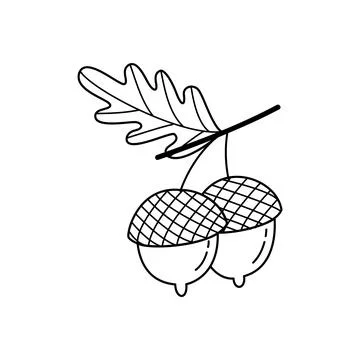 Cute Doodle Double Acorn Illustration. Hand Drawn Autumn Forest Nut Vector Stock Illustration