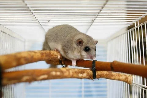 Cute dormice Stock Photos