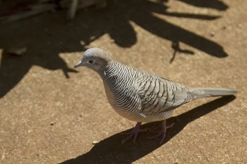 Cute dove Stock-Fotos