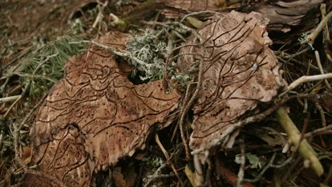 Cute drawing on tree bark on wet ground Stock Footage 149758892