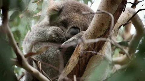Cute Dreaming Koala Video stock 44620250