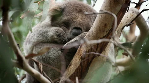 Cute Dreaming Koala Video stock 44620291