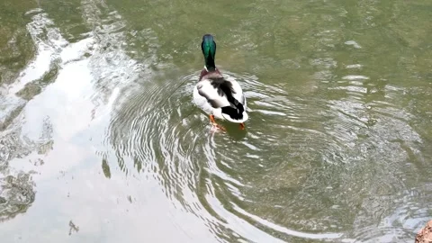 Cute Duck in Bristol Stream Stock Footage 151358372